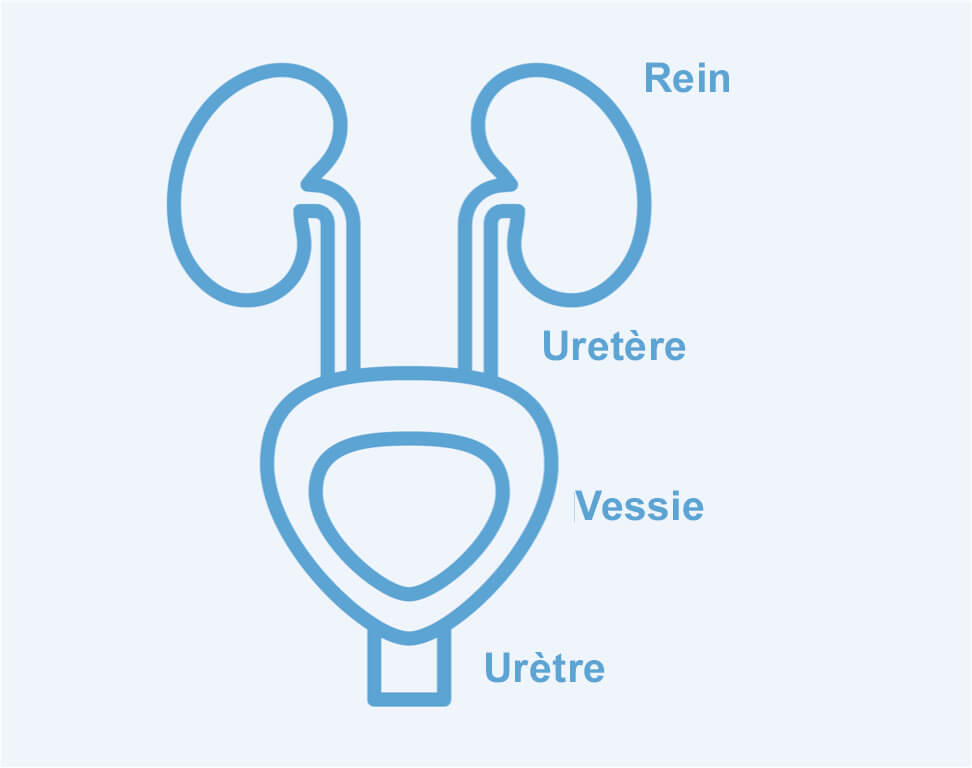 Icon depicting kidneys, ureter, bladder, and urethra